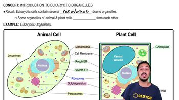 Introduction to Eukaryotic Organelles