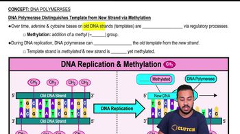 DNA Polymerase Distinguishes Template from New Strand via Methylation