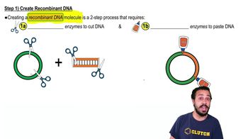 Step 1) Create Recombinant DNA