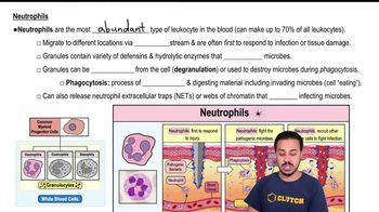 Neutrophils