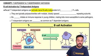 B Cell Activation by T Independent Antigens