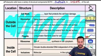 Overview of Prokaryotic Cell Structure