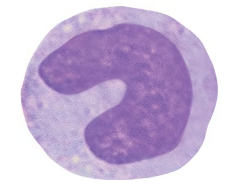 Microscopic image of a neutrophil showing a multi-lobed nucleus and granular cytoplasm.
