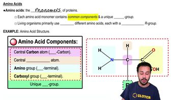 Amino Acids