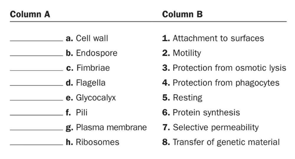 Matching exercise listing prokaryotic cell structures in column A and their functions in column B to pair correctly.