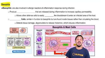 Basophils