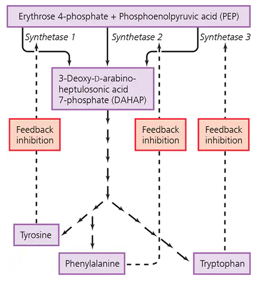 Diagram showing erythrose 4-phosphate and PEP forming DAHAP, leading to tyrosine, phenylalanine, and tryptophan with feedback inhibition.