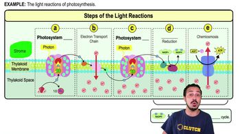 Steps of the Light Reactions