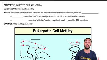 Eukaryotic Cilia & Flagella Motility