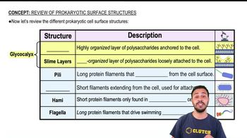 Review of Prokaryotic Surface Structures