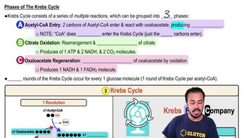 Phases of The Krebs Cycle