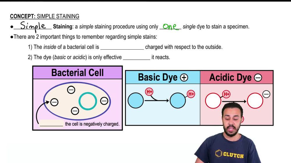 Staining in microbiology meaning types techniques video 41 off