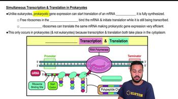 Simultaneous Transcription & Translation in Prokaryotes