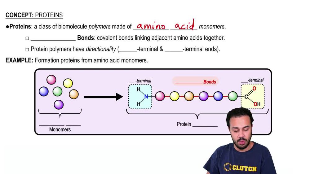 Proteins polymers