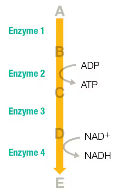 Schematic pathway showing enzymes 1-4 acting on substrates with ATP/ADP and NAD+/NADH conversions along a vertical arrow.