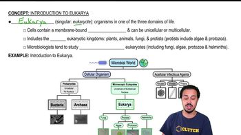 Introduction to Eukarya