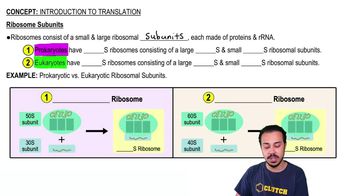 Ribosome Subunits