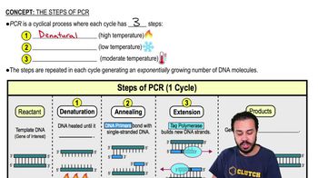 The Steps of PCR