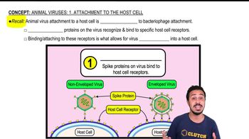 Animal Viruses: 1. Attachment to the Host Cell