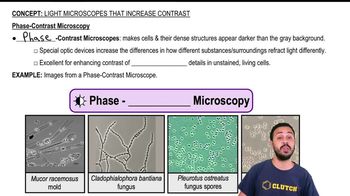 Phase-Contrast Microscopy