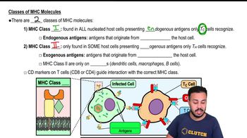 Classes of MHC Molecules