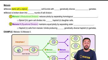 Meiosis