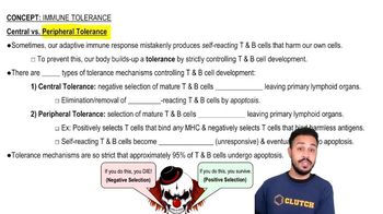 Central vs. Peripheral Tolerance