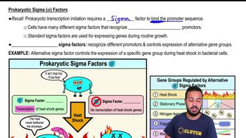 Prokaryotic Sigma (σ) Factors