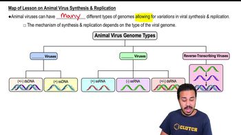 Map of Lesson on Animal Virus Synthesis & Replication