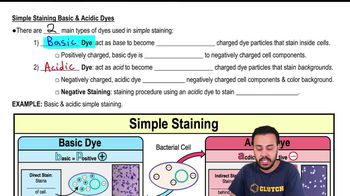 Simple Staining Basic & Acidic Dyes