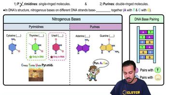 5 Nitrogenous Bases