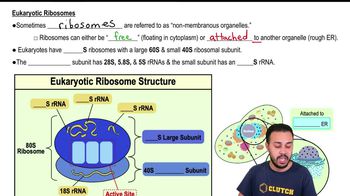 Eukaryotic Ribosomes