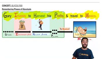 Remembering Phases of Glycolysis