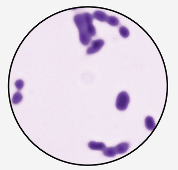 Microscope view showing purple-stained rod-shaped bacteria arranged in clusters on a light background.