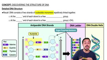 Detailed DNA Structure