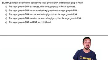 Nucleic Acids Example 1