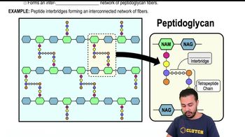 Peptide Interbridge