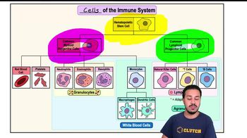 Map of the Lesson on Cells of the Immune System