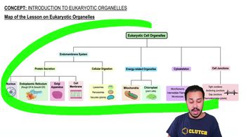 Map of the Lesson on Eukaryotic Organelles