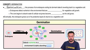 Germination