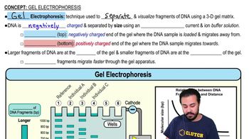 Gel Electrophoresis