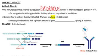 Antibody Diversity