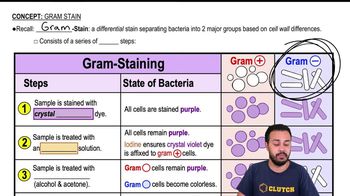 Gram Stain