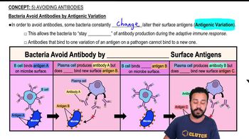Bacteria Avoid Antibodies by Antigenic Variation