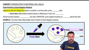 Gram-Positive & Gram-Negative Bacteria