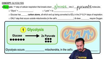 Glycolysis