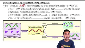 Replication of (-) Single Strand RNA Viruses