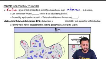 Introduction to Biofilms