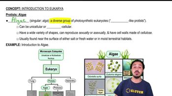 Protists:Algae