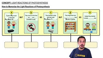 How to Memorize the Light Reactions of Photosynthesis